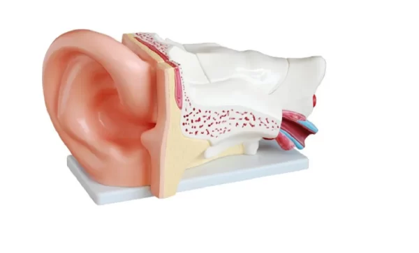 Human Ear Models