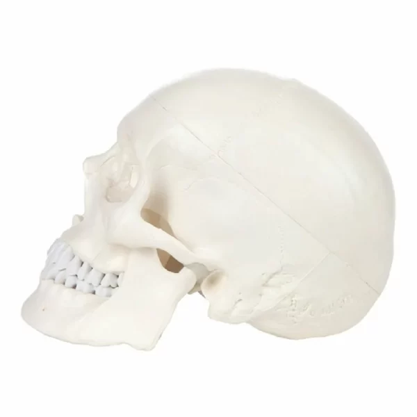 Human Skull Model