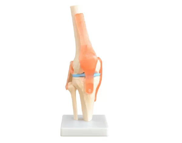 Knee Joint Model