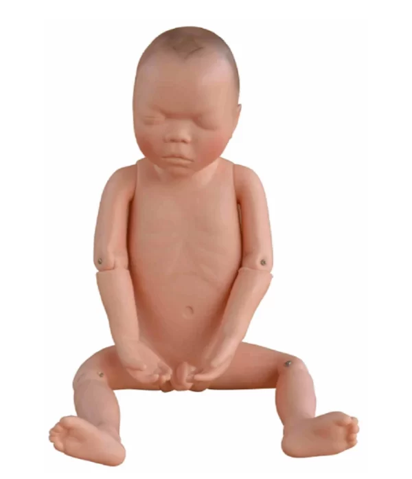 Newborn Baby Biological Models