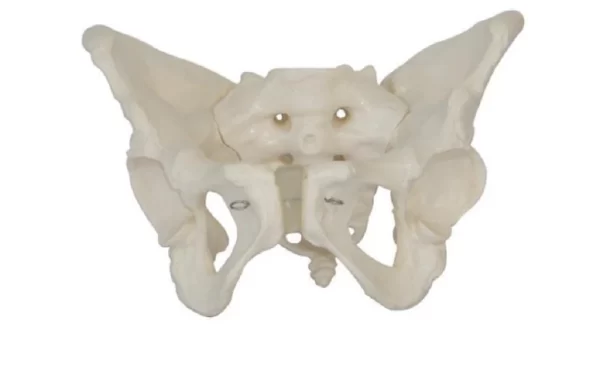 Female Pelvis Model